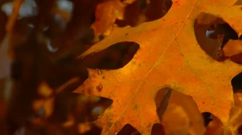 Yellow oak leaves 스톡 동영상 12570515