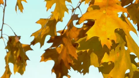 Yellow oak leaves 스톡 동영상 21244409