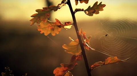 Yellow oak leaves with spider's web Stock Footage 52930926