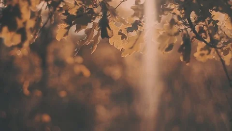 Yellow oak leaves sunset. Autumn landscape, sunny. Trees in the park Vidéo 71682053