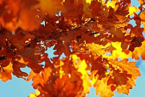 Yellow oak leaves on a tree against the sun natural background, blur Stock Photos