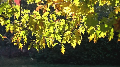 Yellow oak leaves on the wind. Stock Footage 287879854