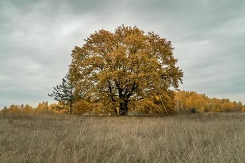 Yellow oak tree in a feild in the fall. Stock Photos