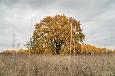 Yellow oak tree in a feild in the fall. Stock Photos