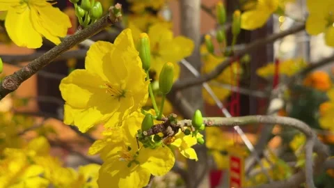 Yellow Ochna integerrima flowers cover a branch against dense green foliage in a Stock Footage 329988824