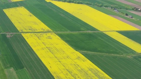 Yellow oil rape fields from above Stock Footage 198066096