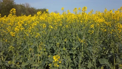 Yellow oil seed rape crop flowers against a blue sky Stock Footage 106449407