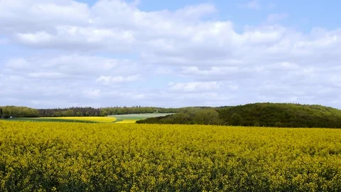 Yellow oilseed rape field under the blue sky with sun Stock Footage 89192730