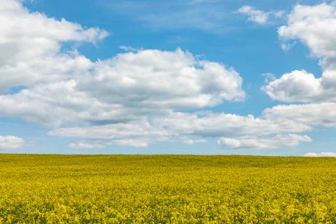 Yellow Oilseed rape fields with blue sky at horizon Stockfoto's