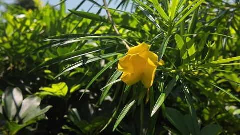 Yellow Oleander Bloom Stock Footage 315848225