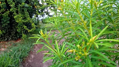 Yellow Oleander Buds Opening Within Lush Greenery Vídeo Stock 339375242