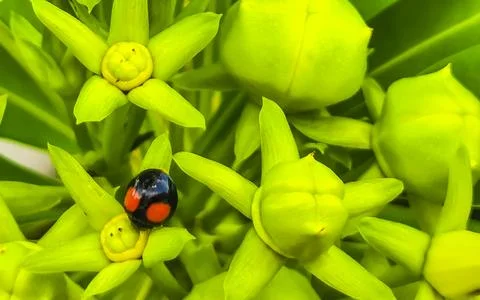 Yellow Oleander flower on tree with ladybug in Mexico. Stock Photos