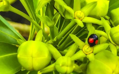 Yellow Oleander flower on tree with ladybug in Mexico. Stock Photos