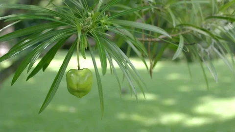 Yellow oleander fruit shaking with wind Stock Footage 92001703