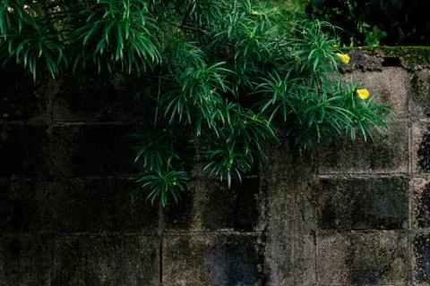 Yellow oleander Stock Photos