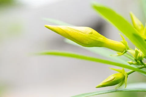 Yellow Oleander Stock Photos