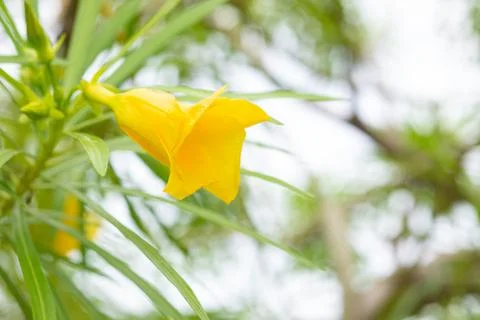 Yellow Oleander Stock Photos