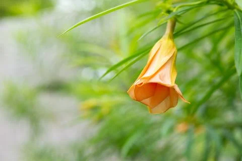 Yellow Oleander Foto stock