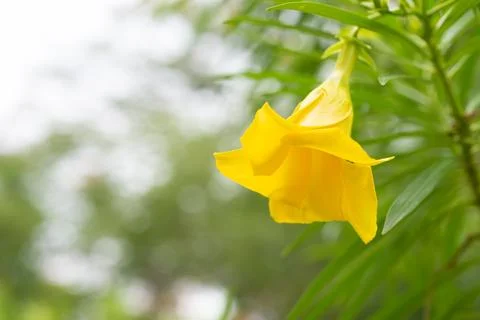 Yellow Oleander Stock Photos