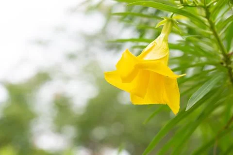 Yellow Oleander Stock Photos