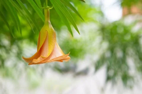 Yellow Oleander Stock Photos