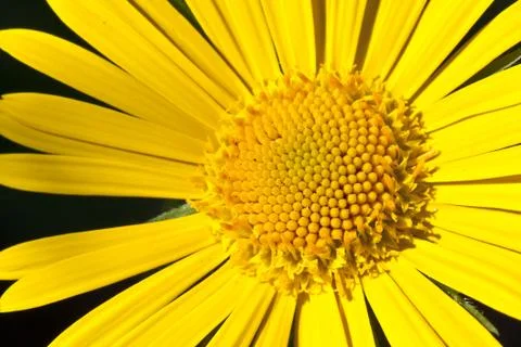 Yellow one Stock Photos