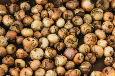 Yellow onion background Stock Photos