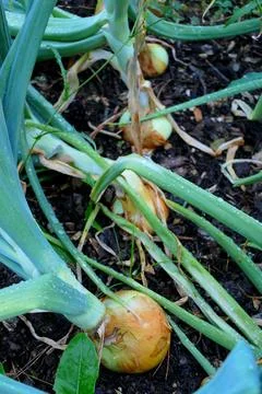 Yellow Onion Bed. Stock Photos