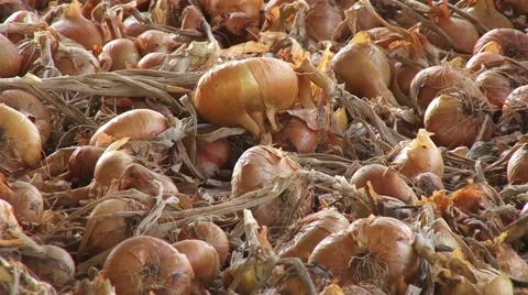 Yellow onion bulbs drying Stock-Footage 54362997