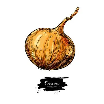 Yellow Onion hand drawn vector illustration. Vegetable Isolated object. Stock Illustration