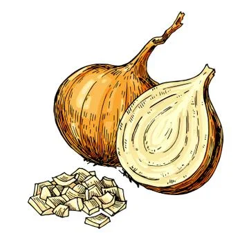 Yellow Onion hand drawn vector illustration. Isolated artistic style object.. Stock Illustration