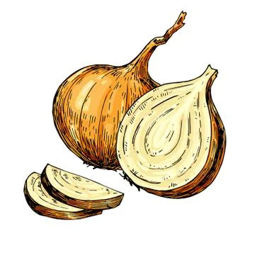 Yellow Onion hand drawn vector illustration. Isolated artistic style object. Stock Illustration