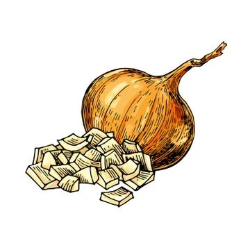 Yellow Onion hand drawn vector illustration. Isolated artistic style object. Stock Illustration