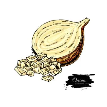 Yellow Onion hand drawn vector illustration. Isolated artistic style object. Stock Illustration