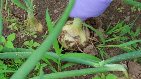 Yellow onion in the soil Video stock 316894909