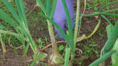 Yellow onion in the soil Stock Footage 316894916