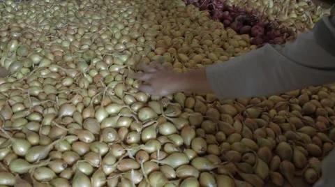 Yellow onions crop Stock Footage 11895819