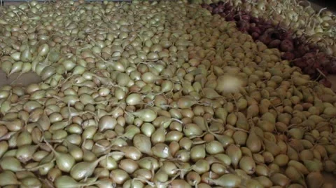 Yellow onions crop Stock Footage 11895885