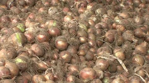 Yellow onions drying Stock-Footage 41131203