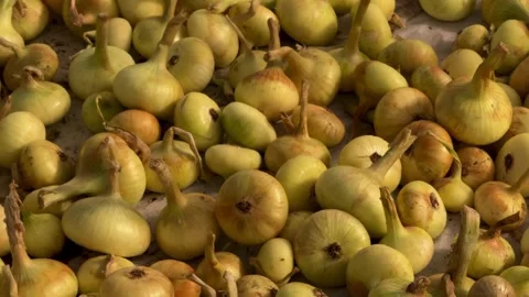 Yellow-onions Stock Footage 341824018