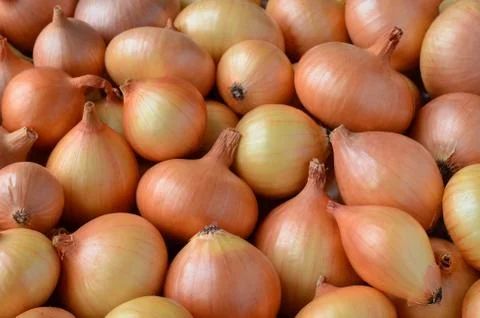 Yellow onions Stock Photos