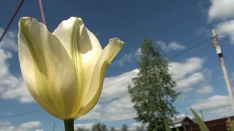 Yellow open tulip closeup Video stock 92406652