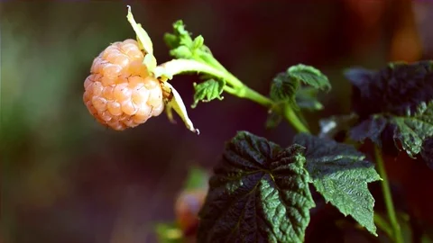 Yellow or orange raspberry - a rare variety of raspberries Stock Footage 113257613