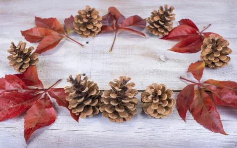 Yellow or red leaves with pine cone on white wooden grunge background Stock Photos