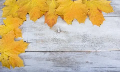 Yellow or red leaves with pine cone on white wooden grunge background Stock Photos