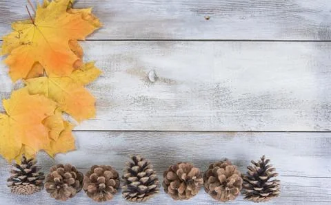 Yellow or red leaves with pine cone on white wooden grunge background Stock Photos