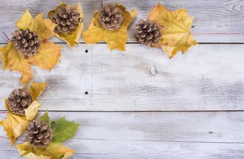 Yellow or red leaves with pine cone on white wooden grunge background Stock Photos