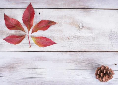 Yellow or red leaves with pine cone on white wooden grunge background Stock Photos