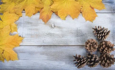 Yellow or red leaves with pine cone on white wooden grunge background Stock Photos