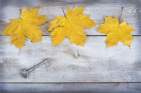 Yellow or red leaves with pine cone on white wooden grunge background Stock Photos